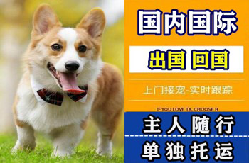 内江市宠物托运公司内江市宠物托运公司内江市宠物托运公司