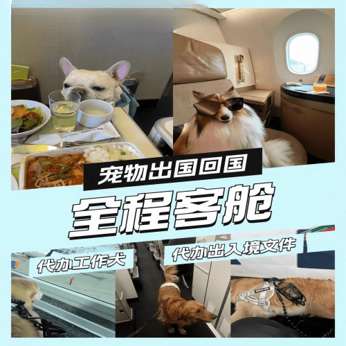 内江市宠物托运到白俄罗斯宠物入境规定和要求