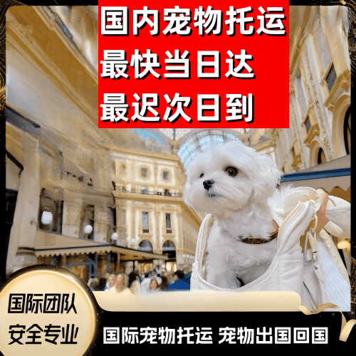 内江市到澳大利亚（澳洲）宠物入境规定和要求
